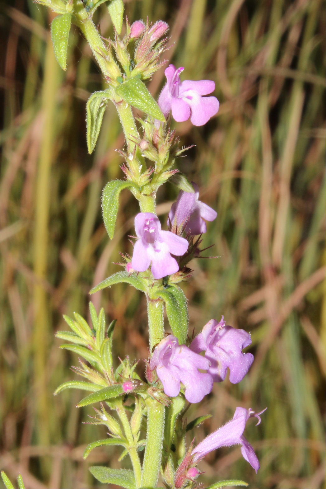 Micromeria ?? da determinare
